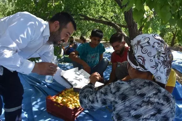 15 BİN MEVSİMLİK İŞÇİ BAYRAMI KAYISI BAHÇESİNDE GEÇİRİYOR