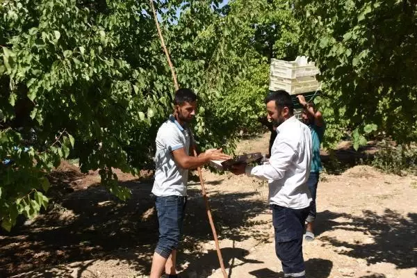 15 BİN MEVSİMLİK İŞÇİ BAYRAMI KAYISI BAHÇESİNDE GEÇİRİYOR