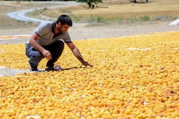 15 BİN MEVSİMLİK İŞÇİ BAYRAMI KAYISI BAHÇESİNDE GEÇİRİYOR