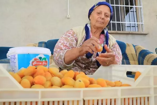 15 BİN MEVSİMLİK İŞÇİ BAYRAMI KAYISI BAHÇESİNDE GEÇİRİYOR