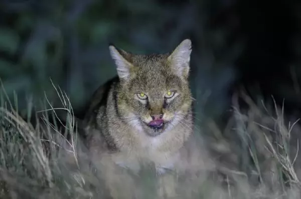 5 gün boyunca saz kedisinin her anını görüntüledi