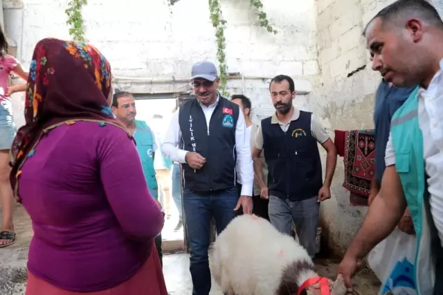 Ailelere kurbanlık hayvan sürprizi