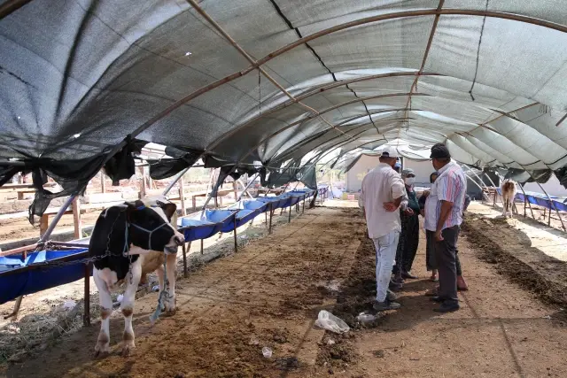 Besiciler büyükbaş hayvan satışından memnun