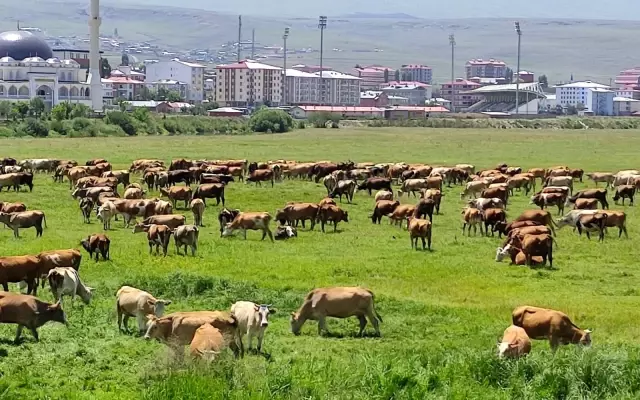 Ardahan'ı kuraklık vurdu, hayvanlar yaylalardan indirilip meralara bırakıldı Ardahan'ı kuraklık vurdu, hayvanlar yaylalardan indirilip meralara bırakıldı