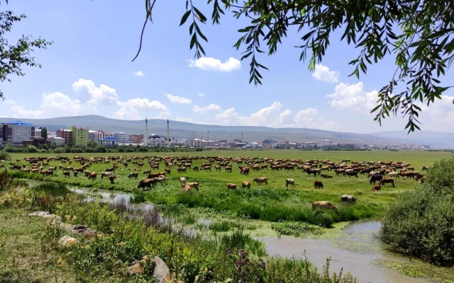 Ardahan'ı kuraklık vurdu, hayvanlar yaylalardan indirilip meralara bırakıldı