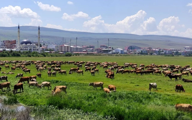 Ardahan'ı kuraklık vurdu, hayvanlar yaylalardan indirilip meralara bırakıldı