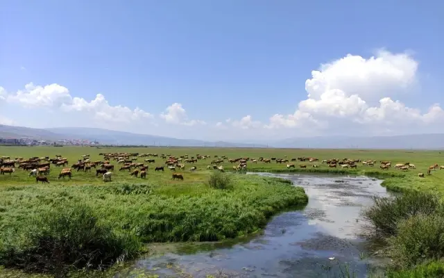 Ardahan'ı kuraklık vurdu, hayvanlar yaylalardan indirilip meralara bırakıldı