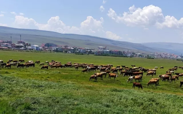 Ardahan'ı kuraklık vurdu, hayvanlar yaylalardan indirilip meralara bırakıldı