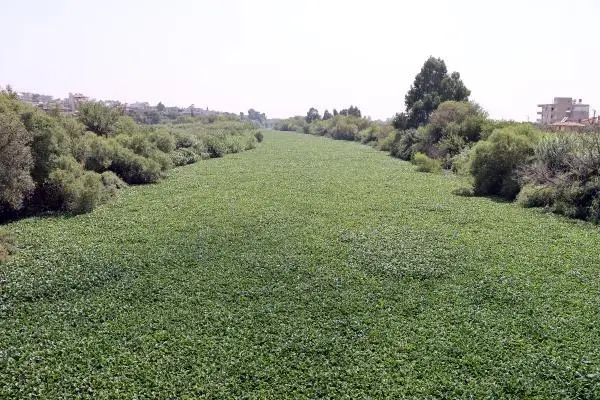 ASİ NEHRİ'NİN BAZI BÖLÜMLERİNİ YİNE İSTİLACI SU SÜMBÜLLERİ KAPLADI ASİ NEHRİ'NİN BAZI BÖLÜMLERİNİ YİNE İSTİLACI SU SÜMBÜLLERİ KAPLADI