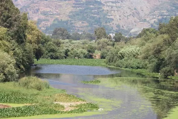 ASİ NEHRİ'NİN BAZI BÖLÜMLERİNİ YİNE İSTİLACI SU SÜMBÜLLERİ KAPLADI