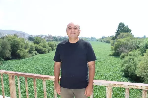 ASİ NEHRİ'NİN BAZI BÖLÜMLERİNİ YİNE İSTİLACI SU SÜMBÜLLERİ KAPLADI