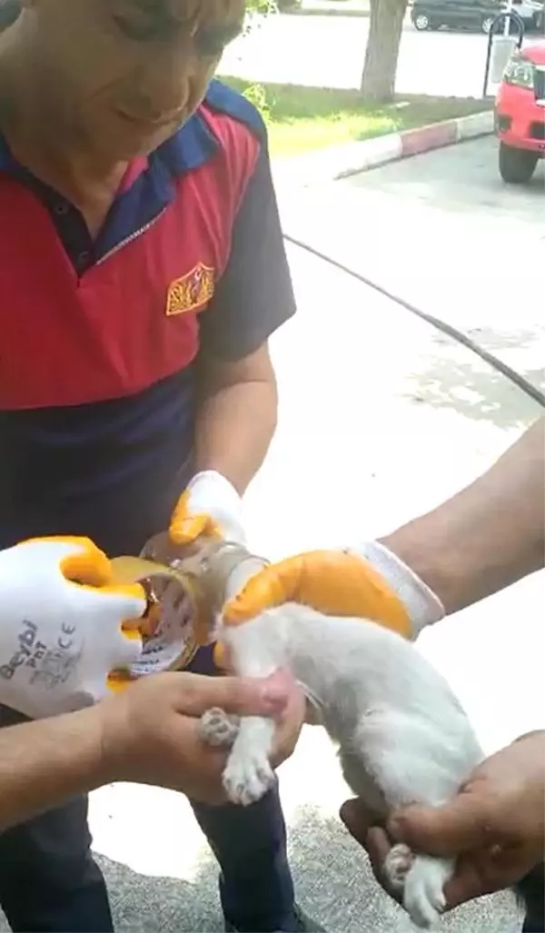 BAŞI CAM KAVANOZA SIKIŞAN KEDİ KURTARILDI BAŞI CAM KAVANOZA SIKIŞAN KEDİ KURTARILDI