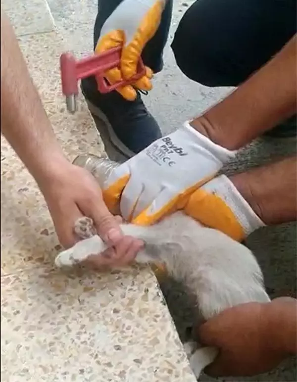 BAŞI CAM KAVANOZA SIKIŞAN KEDİ KURTARILDI