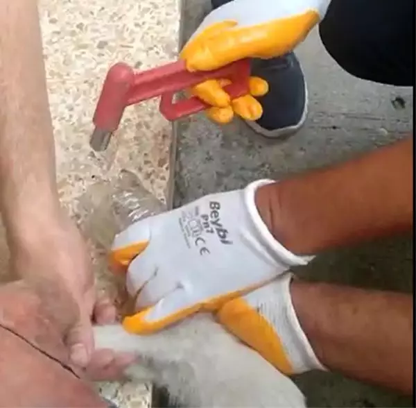 BAŞI CAM KAVANOZA SIKIŞAN KEDİ KURTARILDI