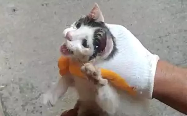BAŞI CAM KAVANOZA SIKIŞAN KEDİ KURTARILDI