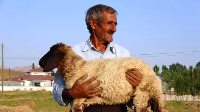 Bataklığa saplanan ineği hayatını değiştirdi