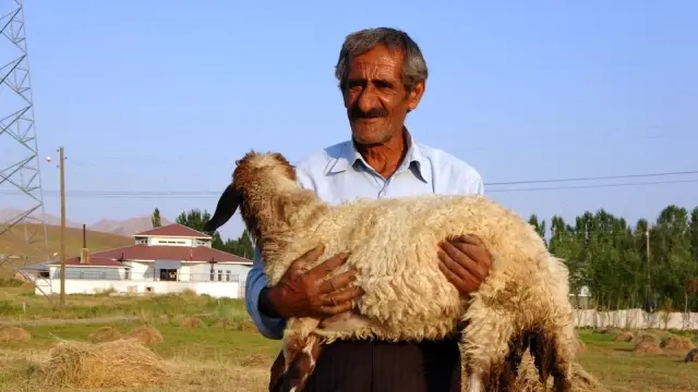 Bataklığa saplanan ineği hayatını değiştirdi Bataklığa saplanan ineği hayatını değiştirdi