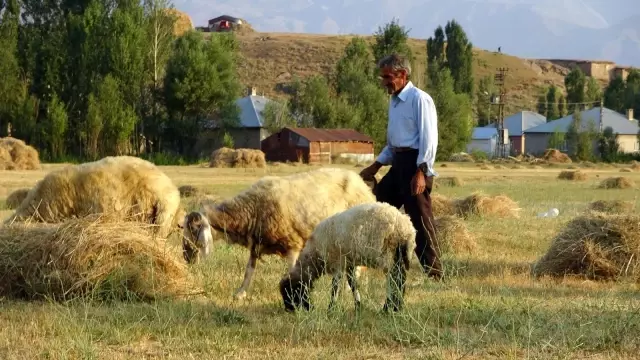Bataklığa saplanan ineği hayatını değiştirdi