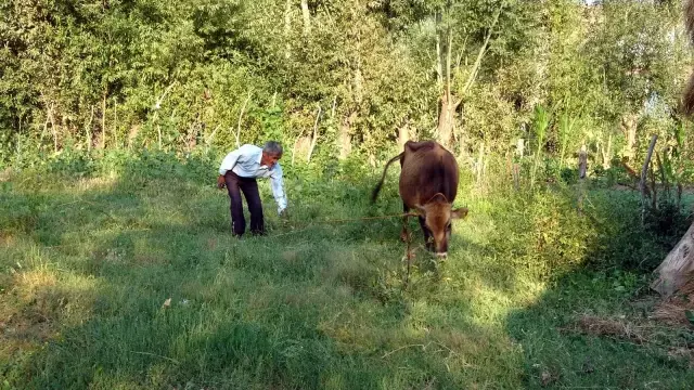 Bataklığa saplanan ineği hayatını değiştirdi