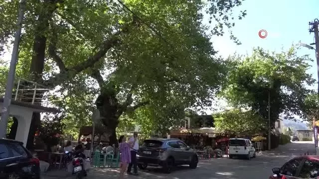 Bayır Mahallesi'nin simgesi çınar ağacı asırlara meydan okuyor Bayır Mahallesi'nin simgesi çınar ağacı asırlara meydan okuyor
