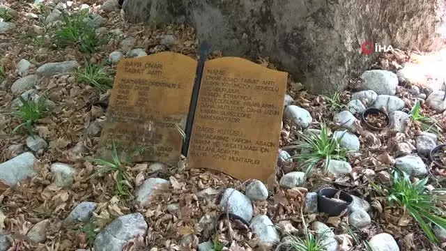 Bayır Mahallesi'nin simgesi çınar ağacı asırlara meydan okuyor