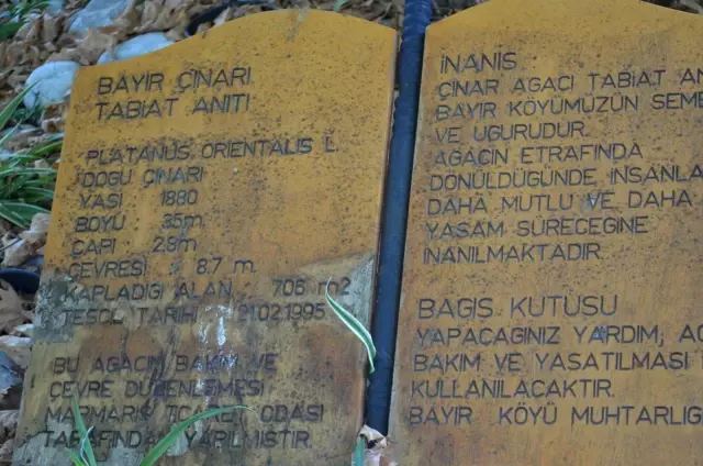 Bayır Mahallesi'nin simgesi çınar ağacı asırlara meydan okuyor
