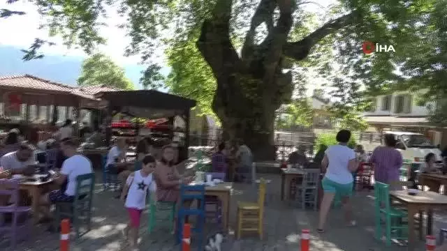Bayır Mahallesi'nin simgesi çınar ağacı asırlara meydan okuyor