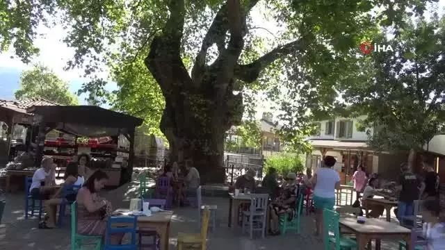 Bayır Mahallesi'nin simgesi çınar ağacı asırlara meydan okuyor