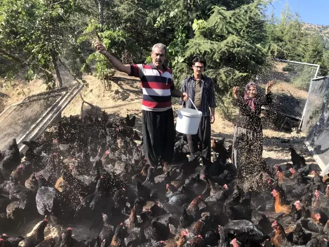 Binlerce tavuk gençlerin geleceği oldu