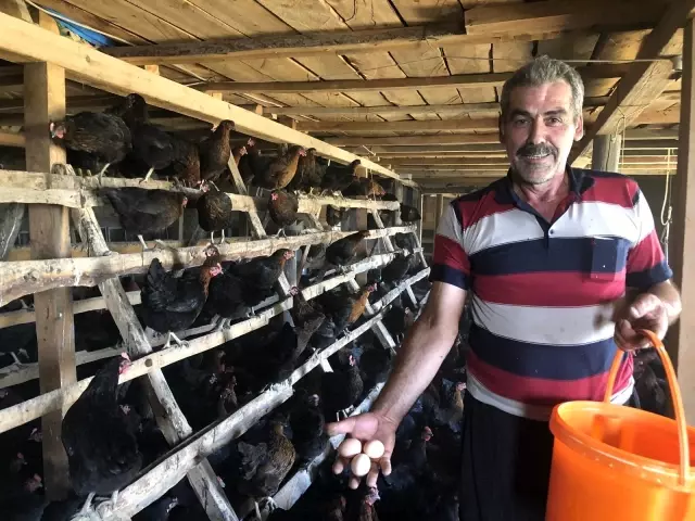 Binlerce tavuk gençlerin geleceği oldu