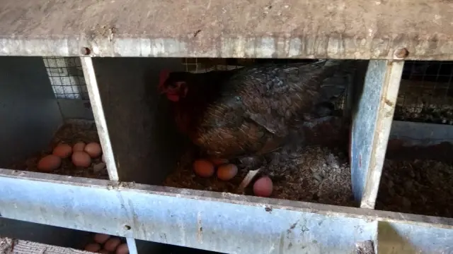 Binlerce tavuk gençlerin geleceği oldu