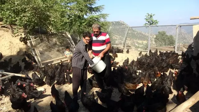 Binlerce tavuk gençlerin geleceği oldu