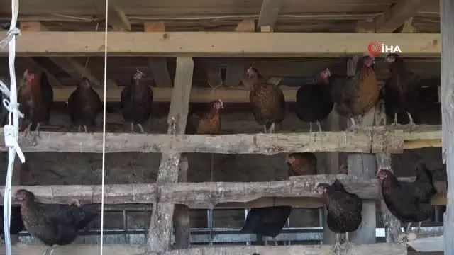 Binlerce tavuk gençlerin geleceği oldu Binlerce tavuk gençlerin geleceği oldu