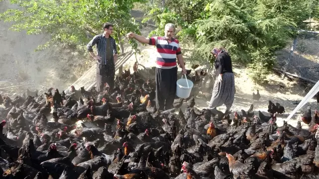 Binlerce tavuk gençlerin geleceği oldu