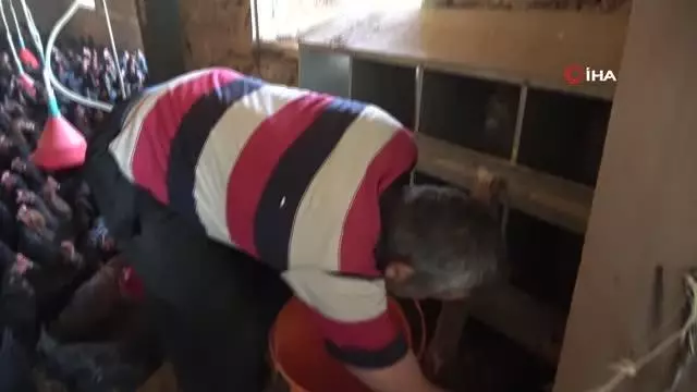 Binlerce tavuk gençlerin geleceği oldu