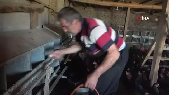 Binlerce tavuk gençlerin geleceği oldu
