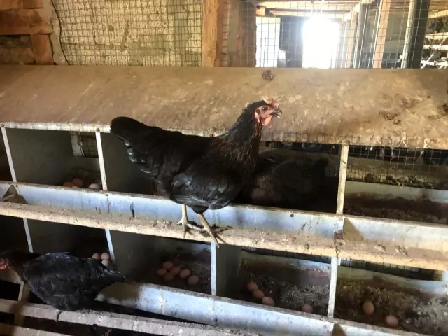 Binlerce tavuk gençlerin geleceği oldu