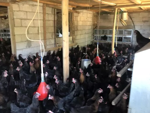 Binlerce tavuk gençlerin geleceği oldu