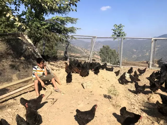 Binlerce tavuk gençlerin geleceği oldu
