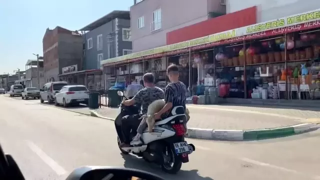 Bursa'da sıradışı hayvan taşıma tekniği kameralara böyle yansıdı