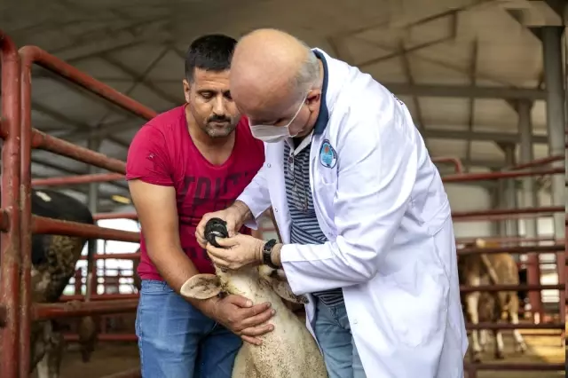 Büyükşehir Belediyesi mezbahanelerinde ilk gün 4 bin 279 kurban kesildi