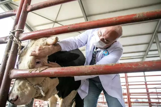 Büyükşehir Belediyesi mezbahanelerinde ilk gün 4 bin 279 kurban kesildi