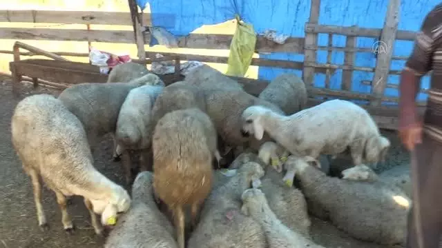 Canlı hayvan pazarlarında bayramın ikinci günü de hareketlilik yaşandı Canlı hayvan pazarlarında bayramın ikinci günü de hareketlilik yaşandı
