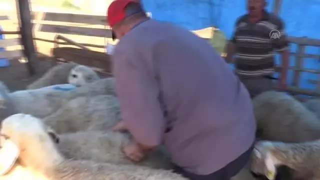 Canlı hayvan pazarlarında bayramın ikinci günü de hareketlilik yaşandı