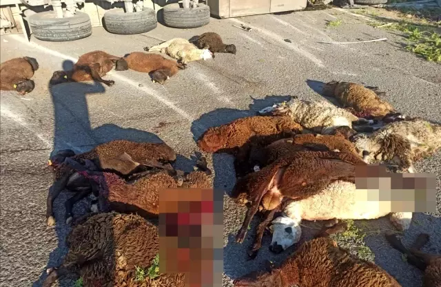 Devrilen tırdaki 42 küçükbaş hayvan telef oldu