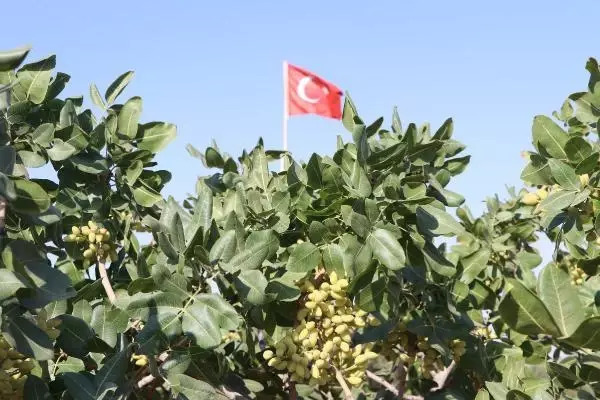 Güneydoğu'da Antep fıstığı hasadı başladı! Bekçiler hırsızlara karşı ellerinde tüfeklerle 24 saat nöbette Güneydoğu'da Antep fıstığı hasadı başladı! Bekçiler hırsızlara karşı ellerinde tüfeklerle 24 saat nöbette