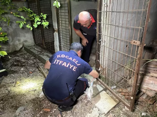 Son dakika haberi: 2 metre çukur kazarak 3 saatte kediyi kurtardılar