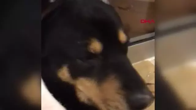ESENYURT'TA SİTENİN GİRİŞİNDE YATAN KÖPEĞİ ARACIYLA BÖYLE EZDİ