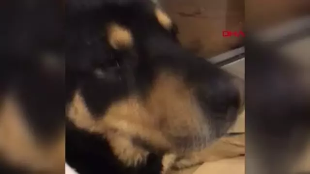 ESENYURT'TA SİTENİN GİRİŞİNDE YATAN KÖPEĞİ ARACIYLA BÖYLE EZDİ