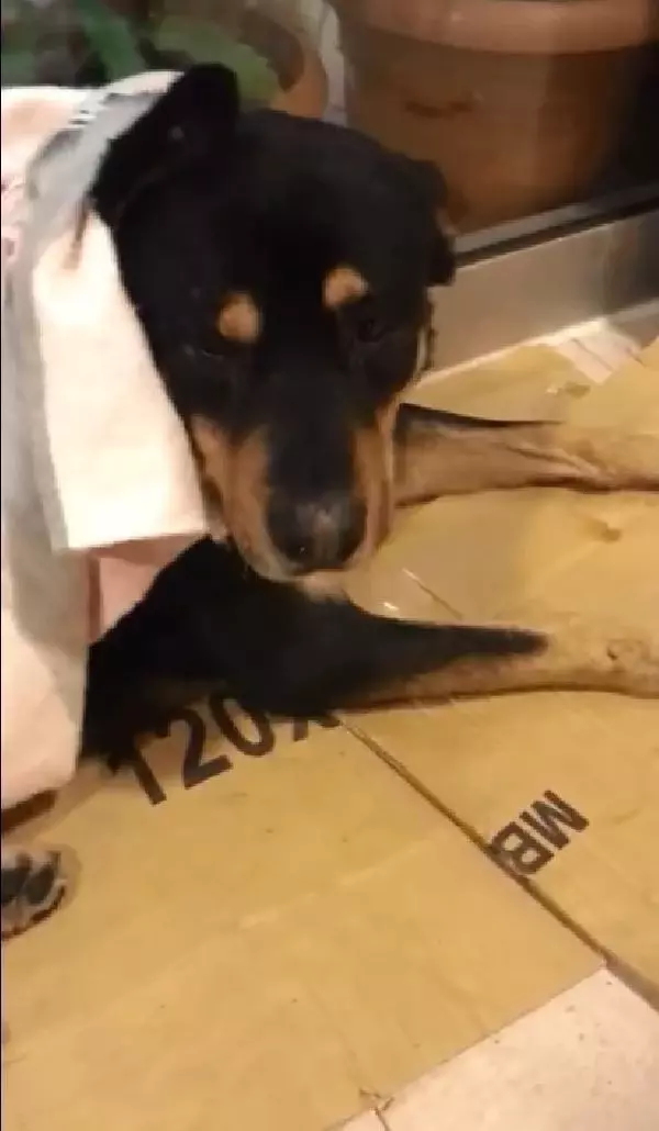 Sahibi vahşeti anlattı! Üzerinden geçtiği köpeğin saatlerce can çekişmesini izlemiş